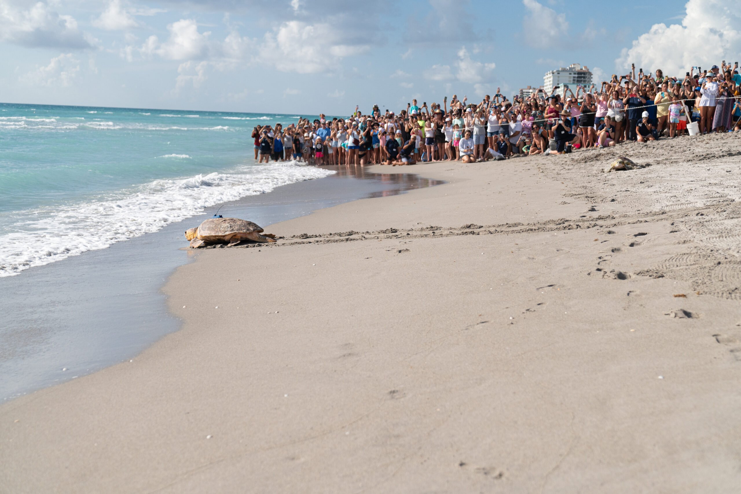 Scout Loggerhead Marinelife Center Timbers Jupiter